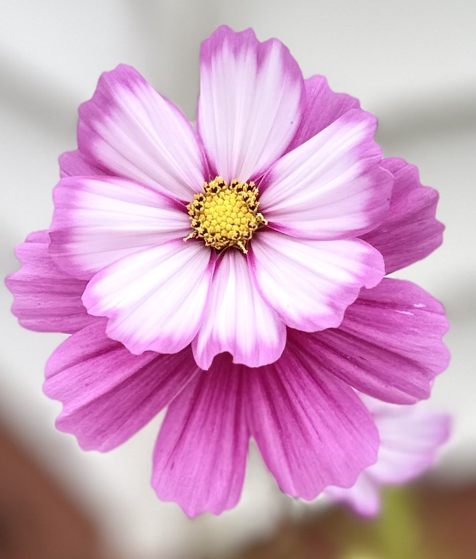 MandyLSimard's tweet photo. You know it’s cold out when you
find your flowers cuddling together
to keep warm 🥹✨

#FlowersOfFriday #flowerphotography #FlowersOfTwitter #FlowersOnFriday #NaturePhotography  #GardeningX #GardeningTwitter #GardenersWorld #macrophotography https://t.co/iXEbcJ2bms