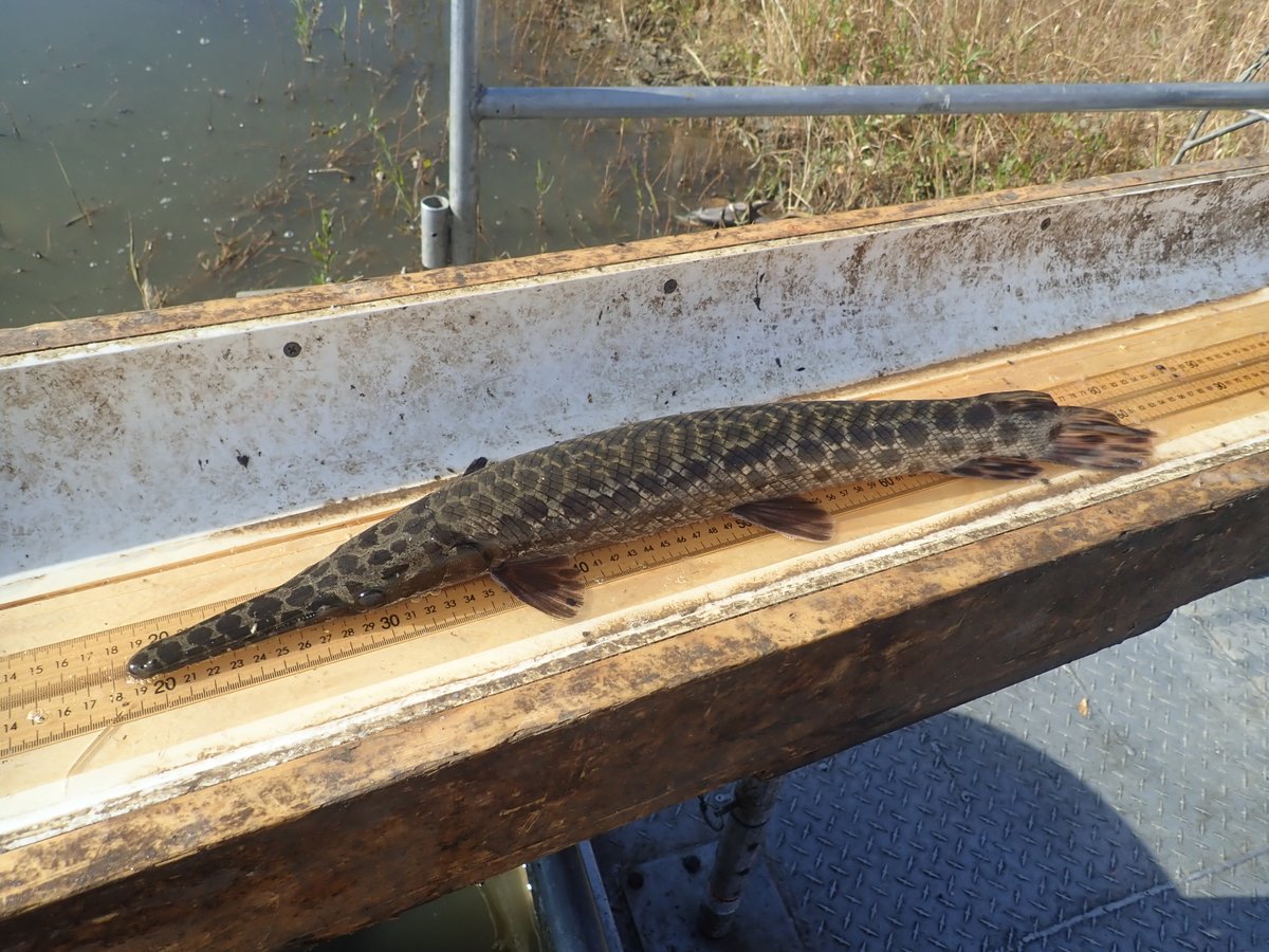 Illinois River Biological Station tweet media