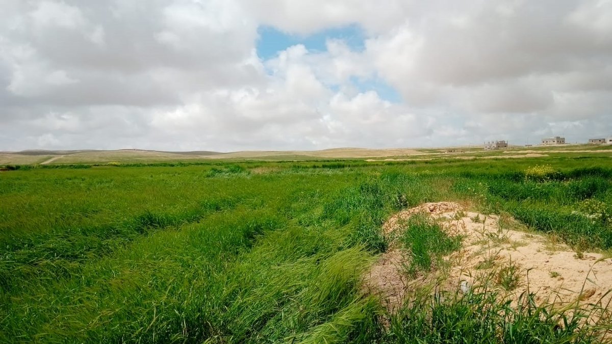 MEL_CGIAR's tweet photo. 🌍 Celebrating #worldfoodday2023 with @FAO!
This year's theme focuses on the central theme of preserving water 💧
Explore the connection with @ICARDA's work in climate-smart #agriculture and #watermanagement through scientific publications at
🌱💦https://t.co/4vpF6BqemN https://t.co/zyqsOdOfSZ