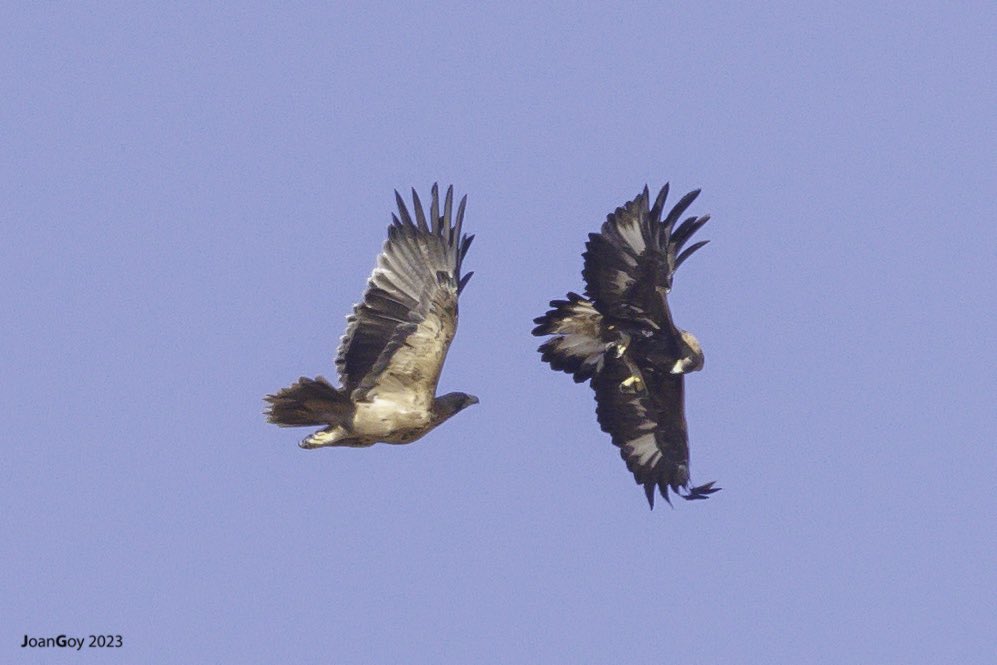 joanet27's tweet photo. Una bona escapada a terres de Lleida amb bona companyia i com no, amb molts rapinyaires ;) Una àguila imperial de 2cy se-les va tenir amb una daurada mentre alguns bavejàvem https://t.co/5vNEe7SIcy