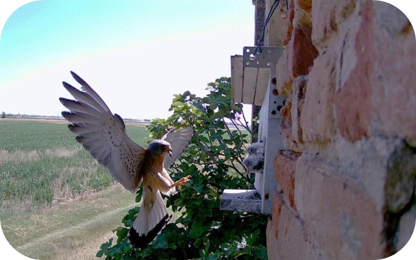 @lifefalkon tweet media