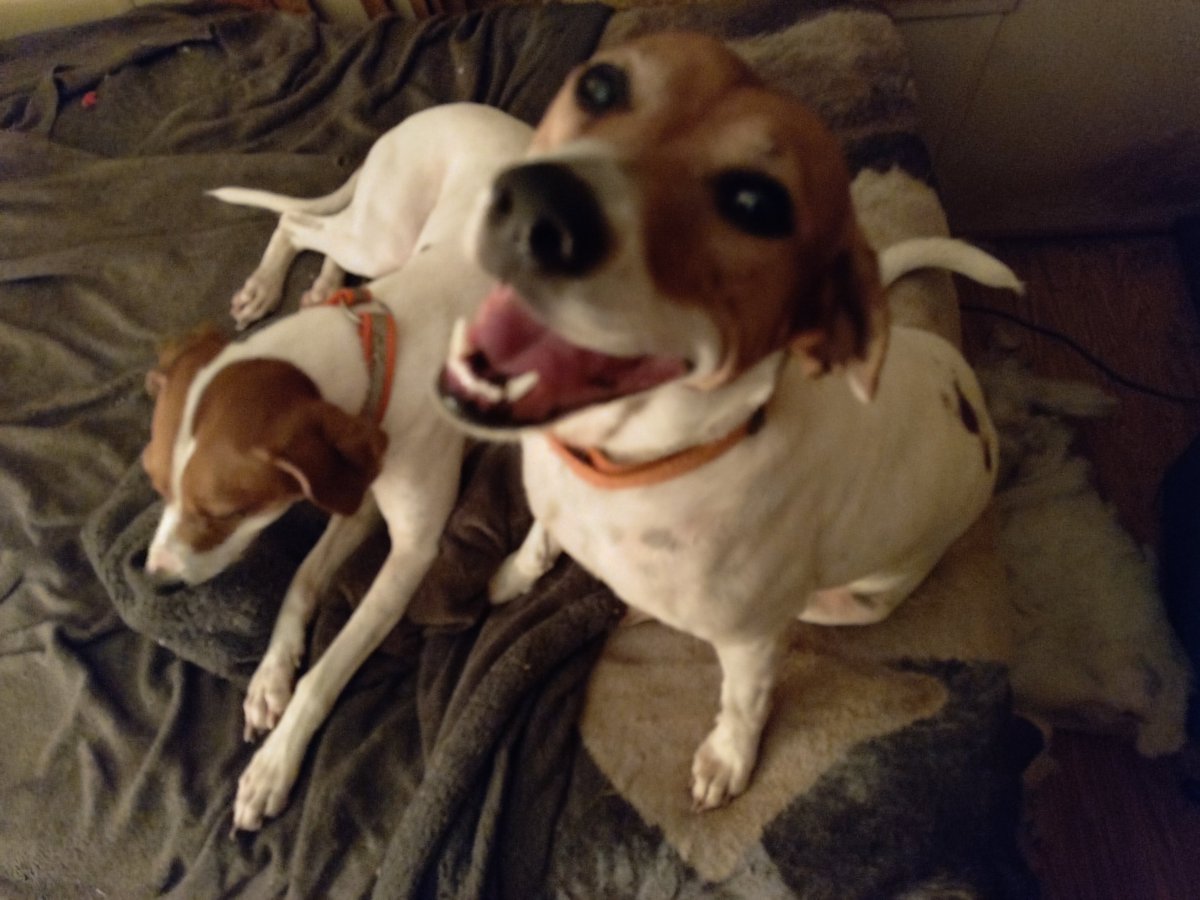 WnyYankee's tweet photo. @KingLok43786090 👋 Loki! Looking handsome!

BoOp!!
-laverne&amp;shirley https://t.co/ctJi4mXQX3