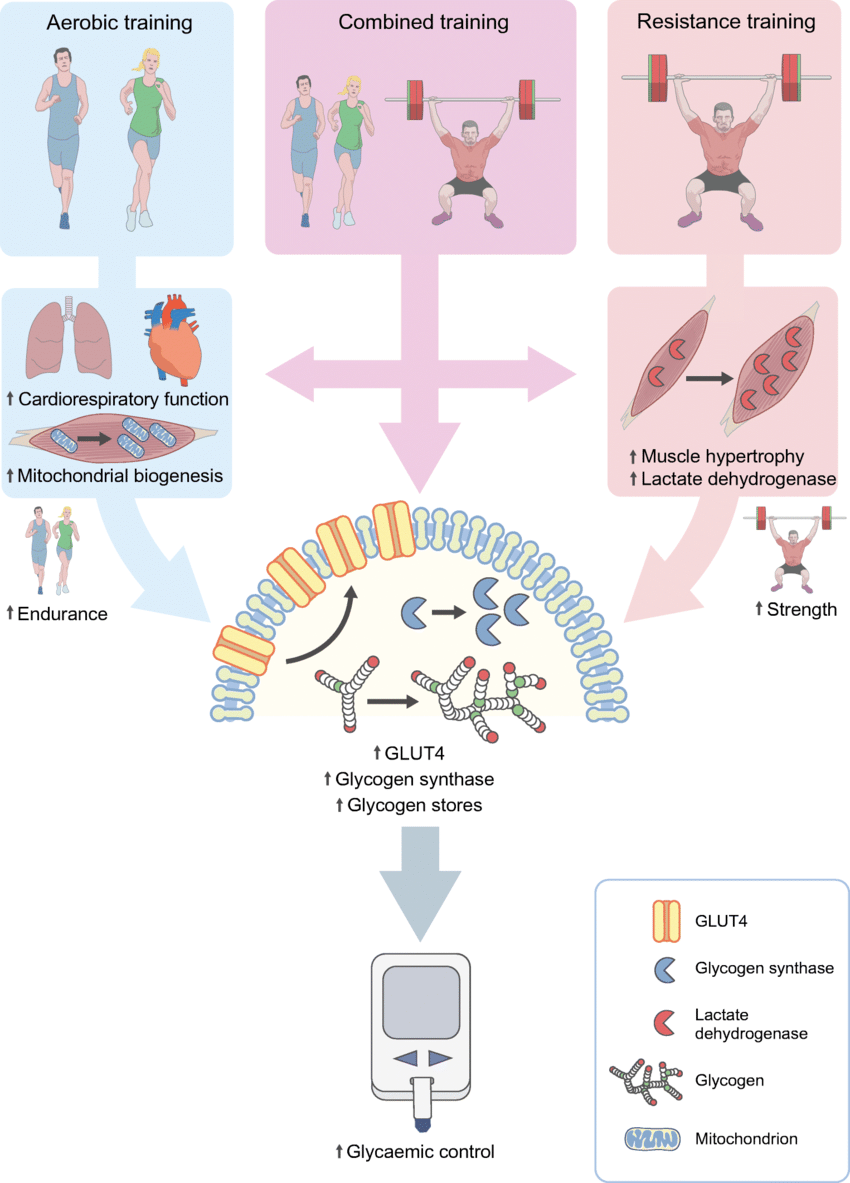 Omid_HopeUni's tweet photo. Adaptations to different training types

Aerobic: ⤴️cardiovascular function,⤴️ muscle mitochondrial biogenesis👉⤴️ exercise endurance

Resistance:⤴️skeletal muscle hypertrophy &amp; strength

Both types: ⤴️skeletal muscle glucose transport &amp; glycaemic control

https://t.co/Ny3op8W4Pk https://t.co/6otpuWq4Xk