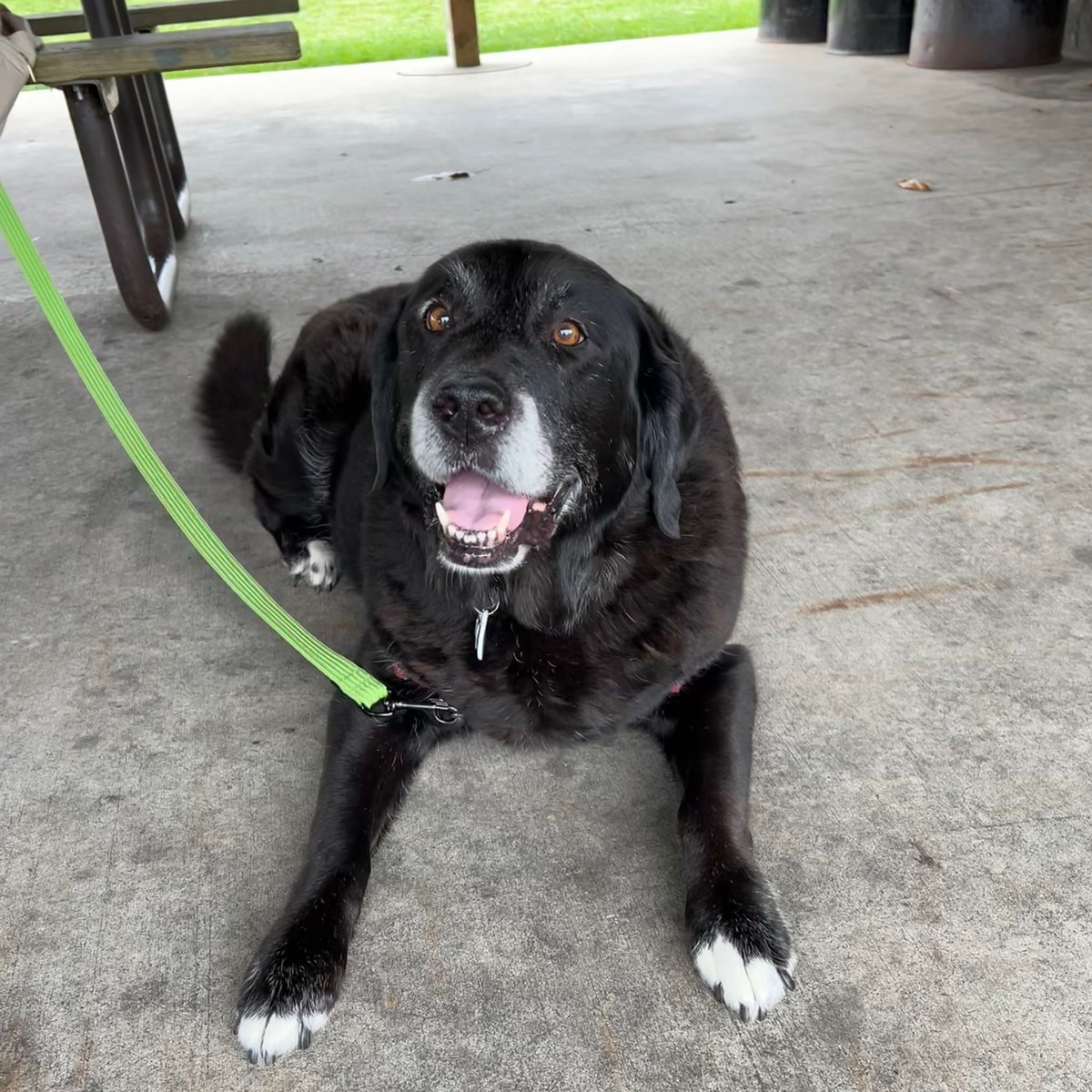 Happy, happy birthday to sweet Frieda!