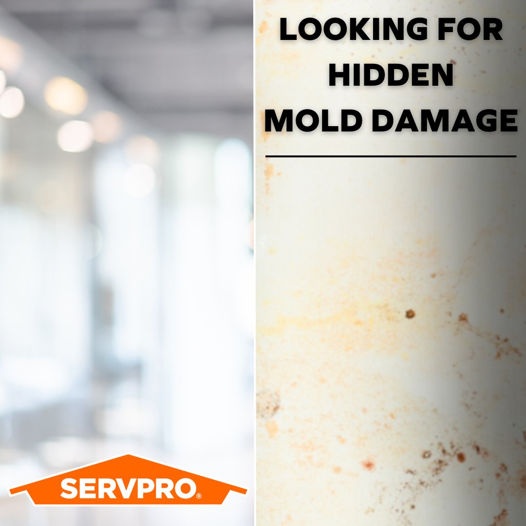 ServproPortJeff's tweet image. A mold-free workplace is a productive workplace! Let us be your first line of defense against mold damage. 📈🚫 #MoldControl #BusinessSecurity #SERVPROCares