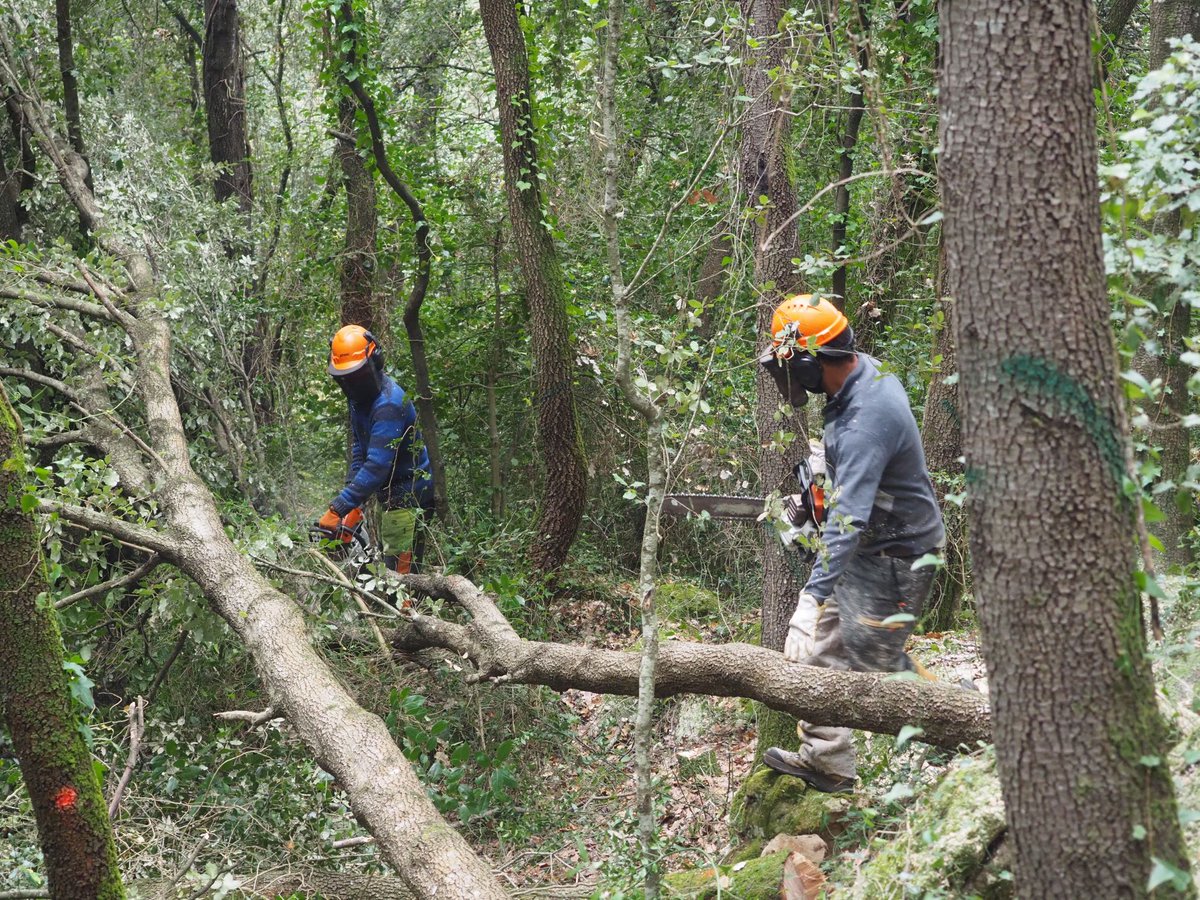 Consorci Forestal tweet media