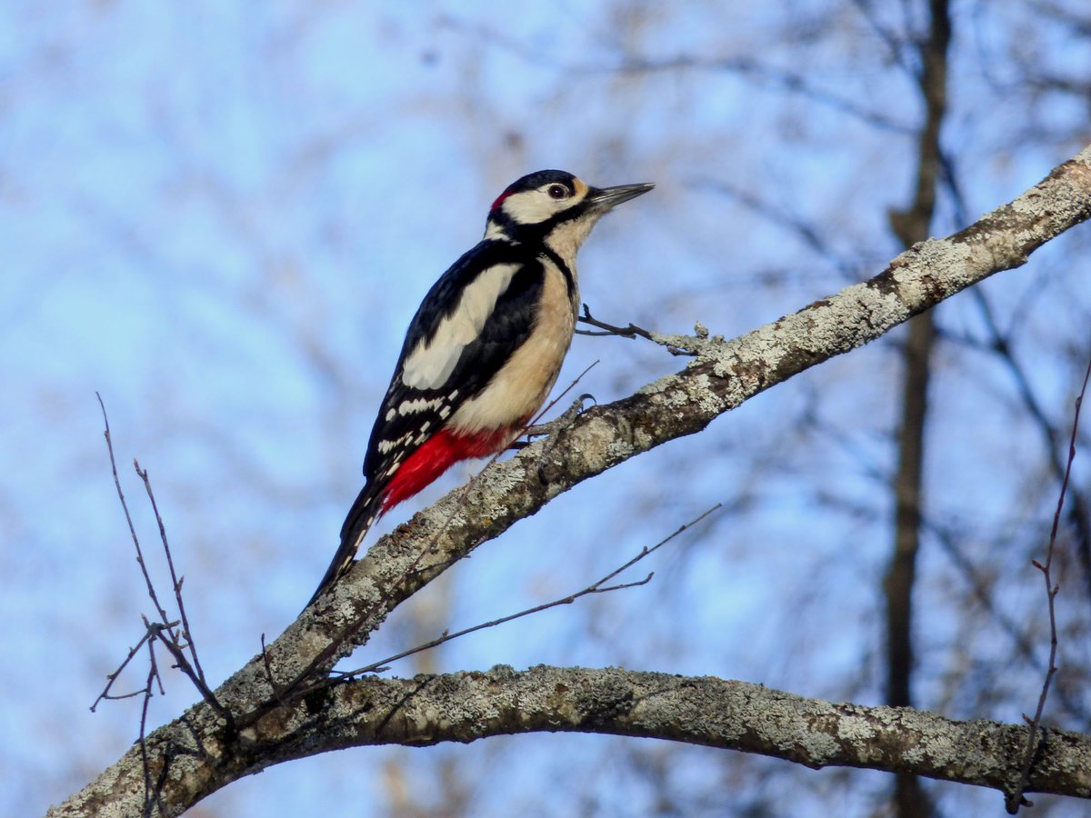 🌳🌲🐦Arribem al final del <a href="/LifeBiorgest/">LifeBiorgest</a> evidenciant que la gestió #forestal sostenible és clau per a la millora de la  #biodiversitat.

I hem desenvolupat eines de fàcil aplicació, a l’abast de la propietat i els gestors forestals.
🆕tuit.cat/CrrE3