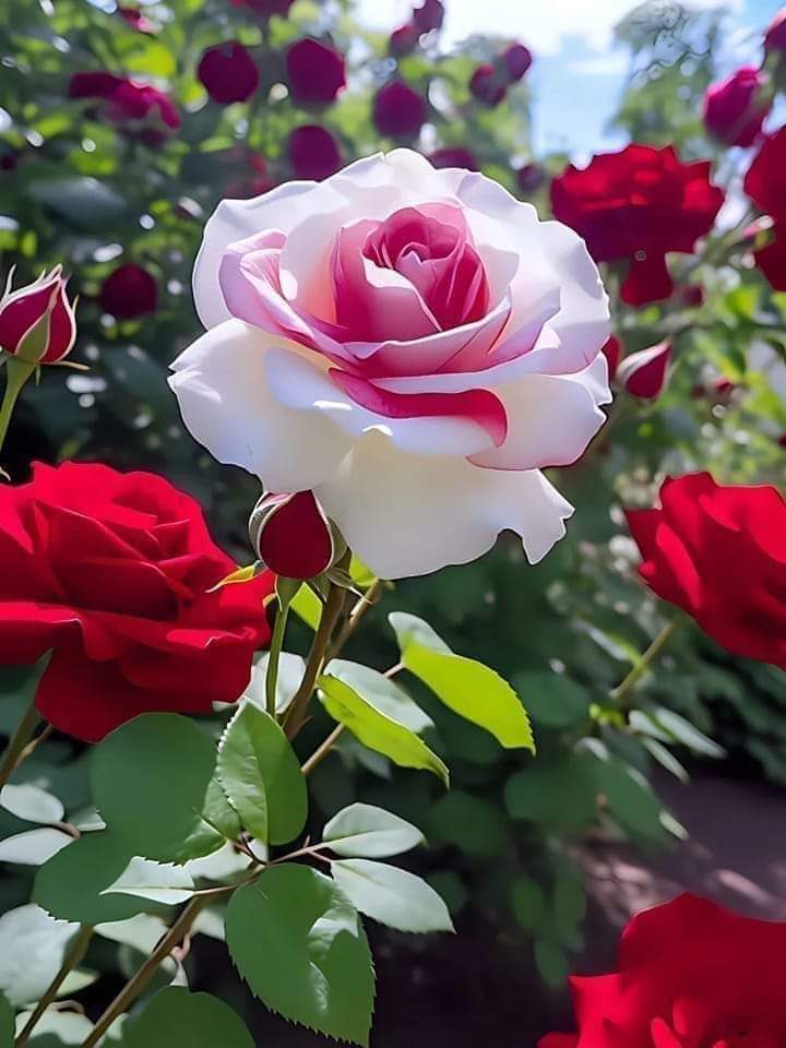 ᴵᴬᴹ Ć𝙝ꪋท𝔤ꪋทﺂ tweet media
