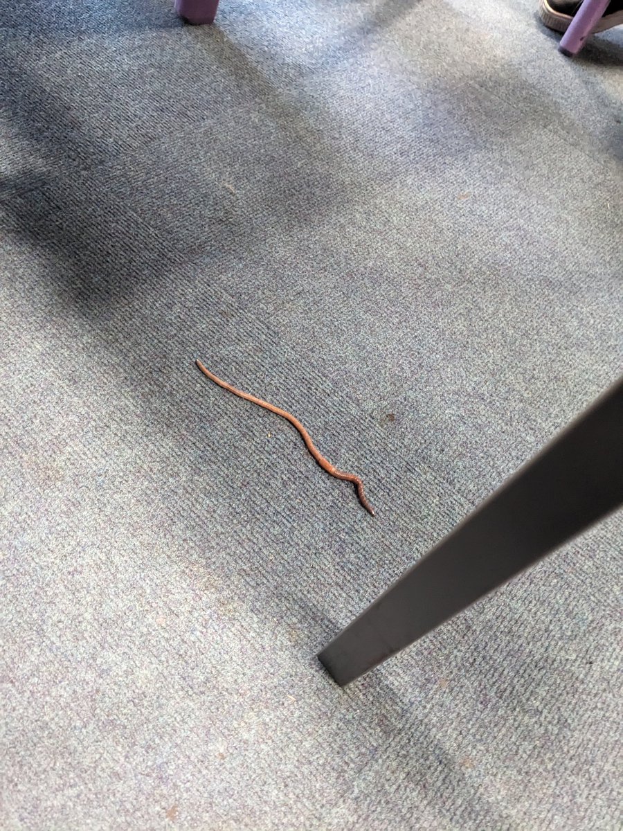 Lots of interest in a visitor to Ottawa class this morning. 🪱#lumbricusterrestris