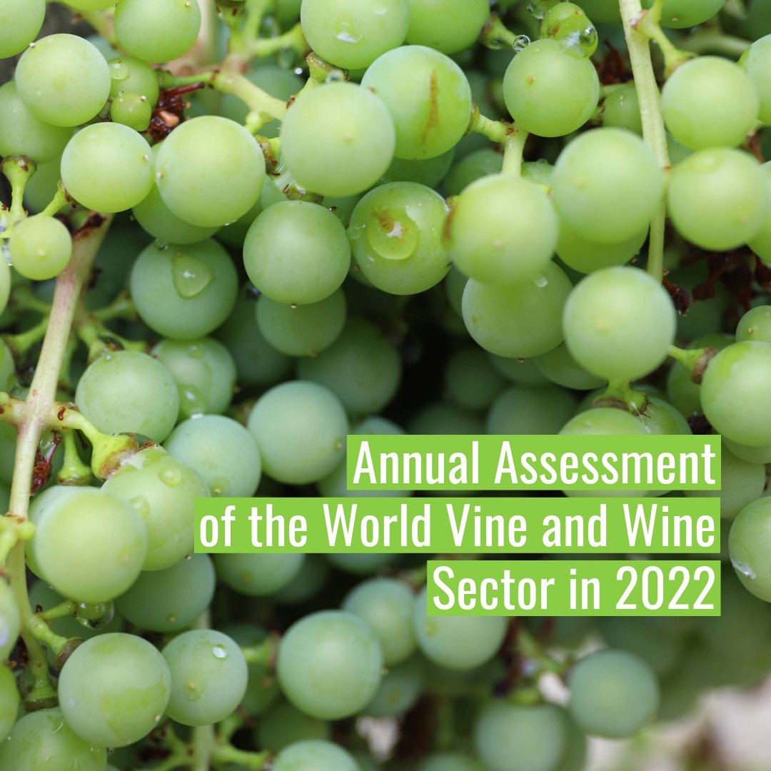 🍇With an average yield of 11 tonnes per hectare, the
world’s vineyards produced 80.1 mt of fresh grapes in 2022.

🍷Half of it is destined for pressing, notably to produce wine
 and for the production of musts and juices

🔗t.ly/ayI60