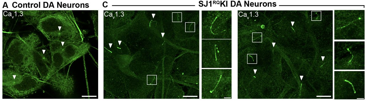 My work on the role of cilia in dopaminergic neurons and #Parkinsons is online now: biorxiv.org/content/10.110…; second work from my postdoc!