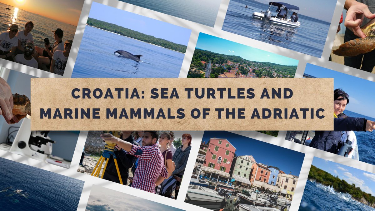 Exciting news! We are teaming up with @BlueWorld_Inst in Croatia for our first European center-based program: Sea Turtles and Marine Mammals of the Adriatic, launching in Fall 2024. Explore marine megafauna, Mediterranean islands, and aid in sea turtle rescue!