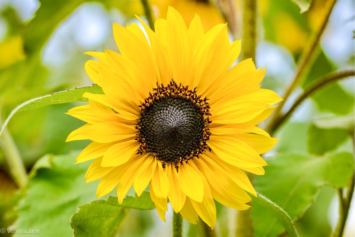 It’s been a gloomy day here in Bedfordshire, and Friday the 13th to boot, so for those needing a little sunshine in their life for whatever reason that may be, here’s a jolly sunflower to bring you some cheer! #SolaceInNature #flowers #gardening
