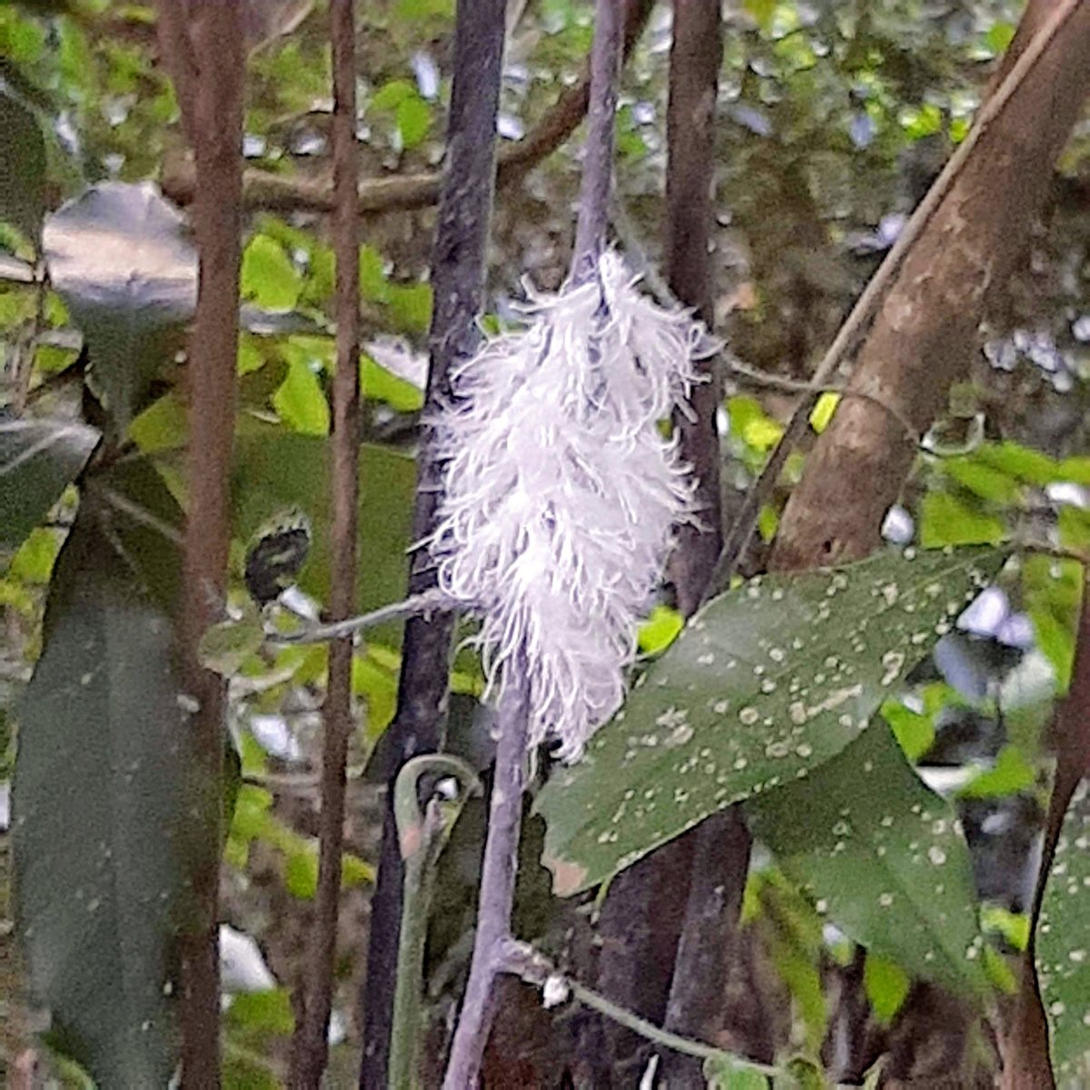 HiddenForestKZN's tweet photo. The Hidden Forest Wildlife Sanctuary isn't only home to rescued lemurs and exotic monkeys. Take a guided walk through the hidden forest and you may also see a wealth of indigenous flora and fauna.

#truesanctuary #wildlife #timeinnature #saasavisit #openeveryday https://t.co/3mmFPvdHSM