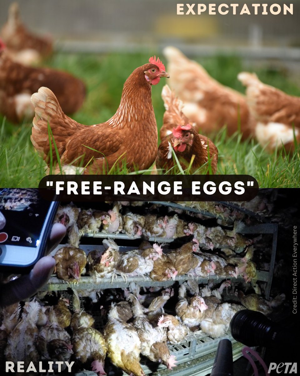 Today is #WorldEggDay 🥚

The egg industry tries to hide what happens for eggs and claims it's all 'humane', however that couldn't be further from the truth. 🐓

Please RT the following thread to spread awareness. 🧵🙏👇🏻