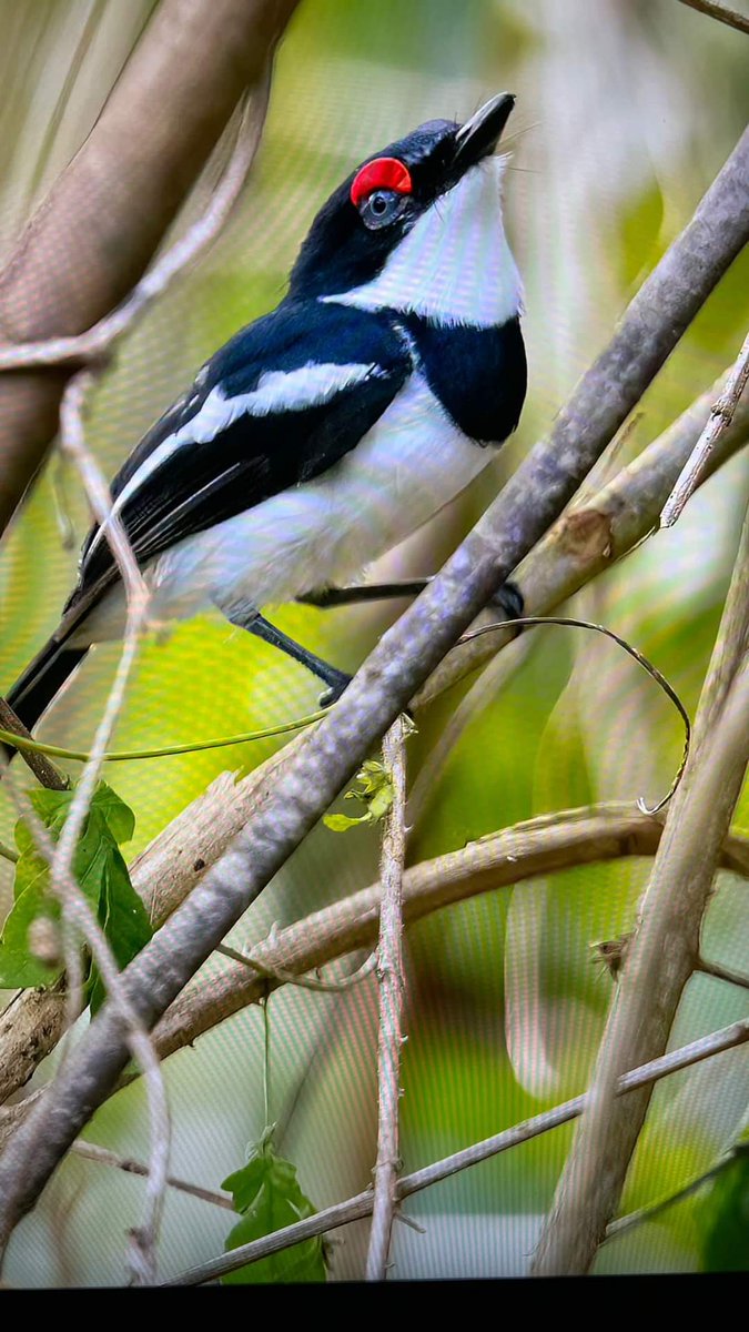 Siarahug's tweet photo. Brown throated wattle male Seen in Kibale area in farmland. 

Book with https://t.co/kLdbVZhjEs

#birdwatching #uganda #birds #allugandasafaris #birdphotography #birding #birds #kibale #ugandabirdingsafari #BirdsSeenIn2023 #BirdsOfTwitter #birdsofuganda #travel #africa https://t.co/C9O92CAbt1