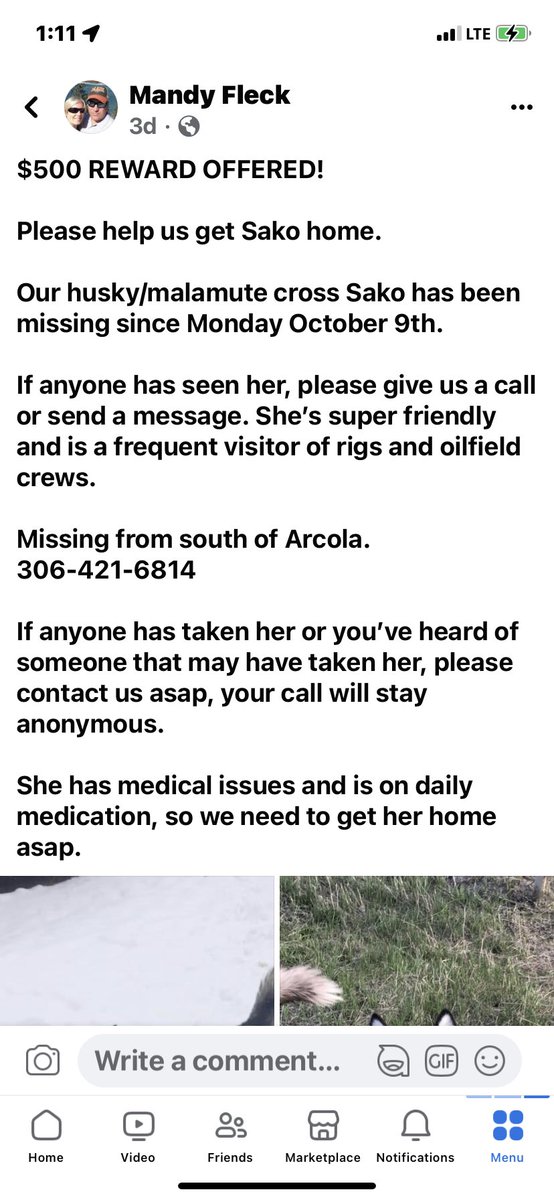 SeanBarath's tweet photo. If anyone has seen this dog or may know where she is, please reach out to myself or my in-laws. We would like to get her back home. She hasn’t been seen since Monday morning (October 9). Arcola/Lampman Sk. Area. https://t.co/AnQVHFajPn