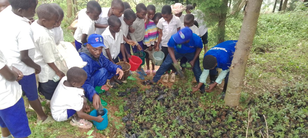 peace_drc's tweet photo. Toujours dans le cadre de son projet #VIJANA_TUKINGE_MANZIRA, financé par @ffngouv , nous avons initié les élèves protecteurs de l'environnement à la transplantation des arbres agroforestiers et anti érosifs à #Nindja/Kabare avec l'accompagnement des agronomes du projet. https://t.co/egVg5POb8V
