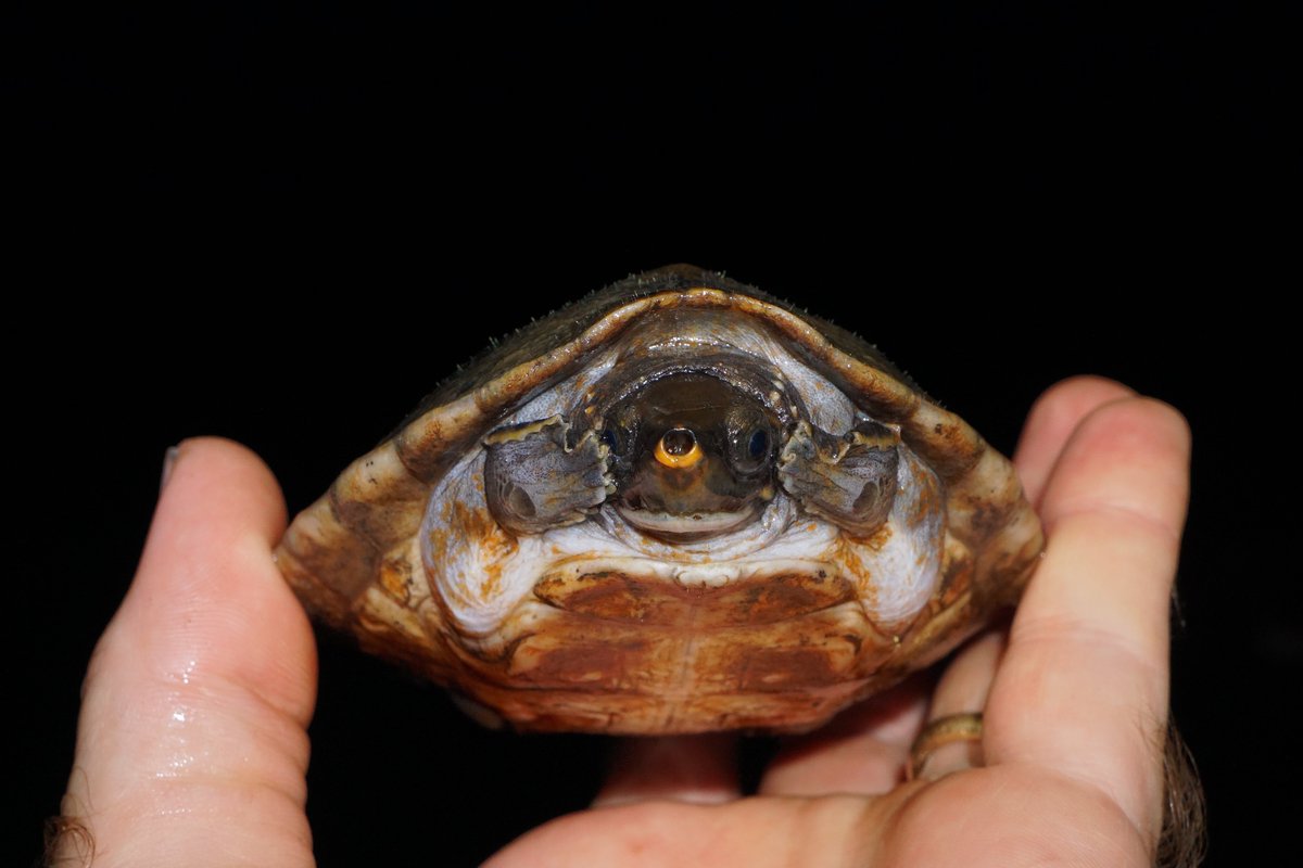 SFS_Belize's tweet photo. Baby #Hicatee have the adorable habit of trying to hide their faces behind their front feet. Seems to be a "you can't see me if I can't see you" approach. Finding babies of this critically endangered species is always a treat. #SaveTheHicatee #Conservation #turtles https://t.co/EPFKZeJ4OP