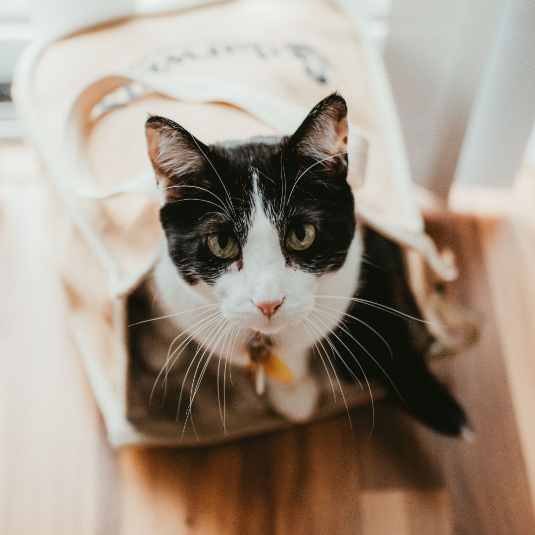 Raw meat is known for promoting luscious coats and sparkling eyes in cats. Share your experiences and photos of your cat's healthy, shiny fur. Don't forget to tag us! 📸 Credit Our Wild Aussies on IG #darwinspet #rawfedcat #healthycats