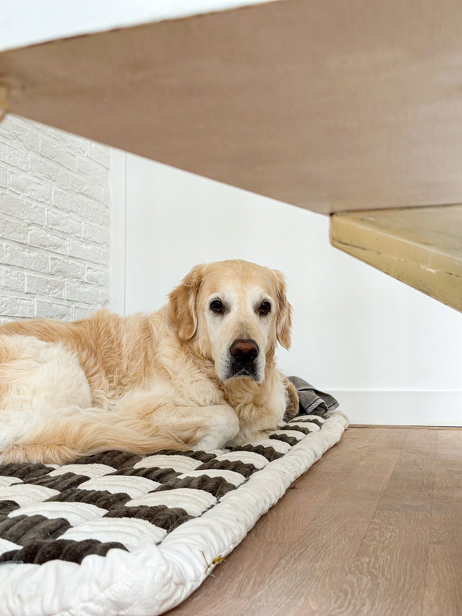 Dit mannetje had na de verhuizing wat moeite om rust te vinden. Waarschijnlijk omdat het bazinnetje dat ook had. Maar langzaam komen we er wel.