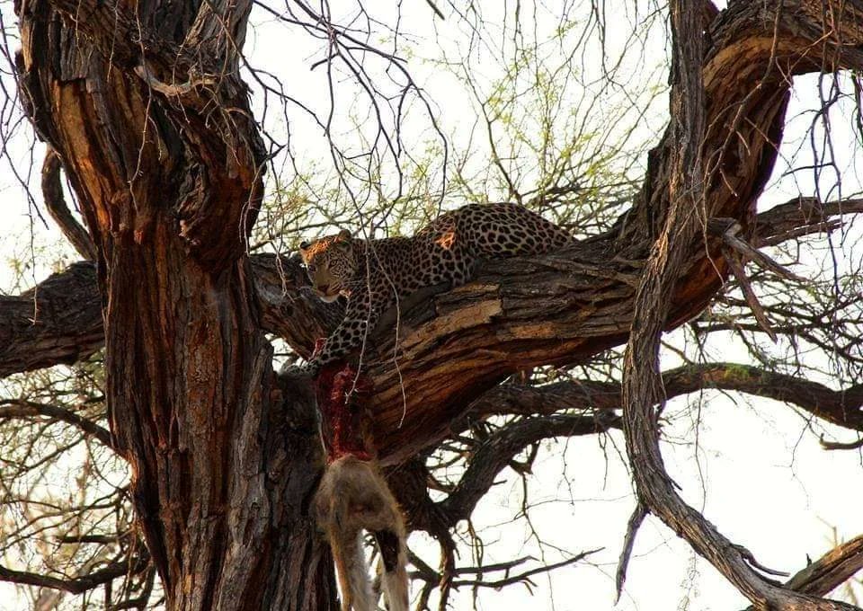 Throw back Friday, all the way to 2017,  thank you Carmen &amp; Matthias, for sharing your fabulous Botswana Safari photos.  

#Botswana #budgetadventure #safari #tentedsafari #wilddog #leopard #adventure #lelobusafaris