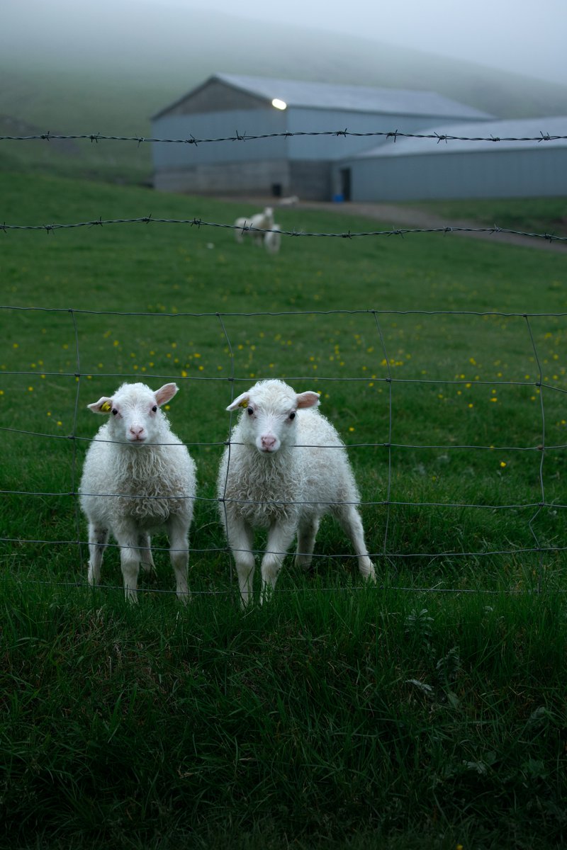 Met these two curious locals on our morning drive. 😊 Iceland's beauty isn't just in its landscapes, but also in its charming residents. Hope your day is as refreshing as this misty morning! 🌿