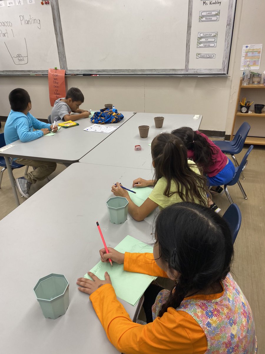 ThomsonSchool's tweet photo. After harvesting and bundling tobacco leaves last week Ms. Howie’s Grade 1 and 2 students has now planted tobacco seeds for all the rooms in the school #kiskinwahamatowin https://t.co/hvB5NpHLYV
