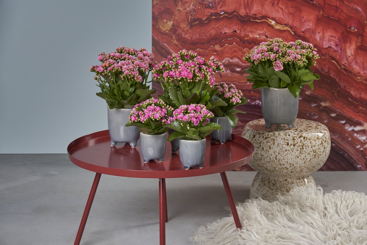 SAVE THE DATE!

>Royal FloraHolland Trade Fair
>7 t/m 9 november
>Dinsdag t/m donderdag geopend van 09:00 tot 17:00

Bezoek ons in stand 16.15! Laat je #verrassen door een spraakmakende #presentatie van onze nieuwste items!

kpholland.nl/nl/over-ons/ni…