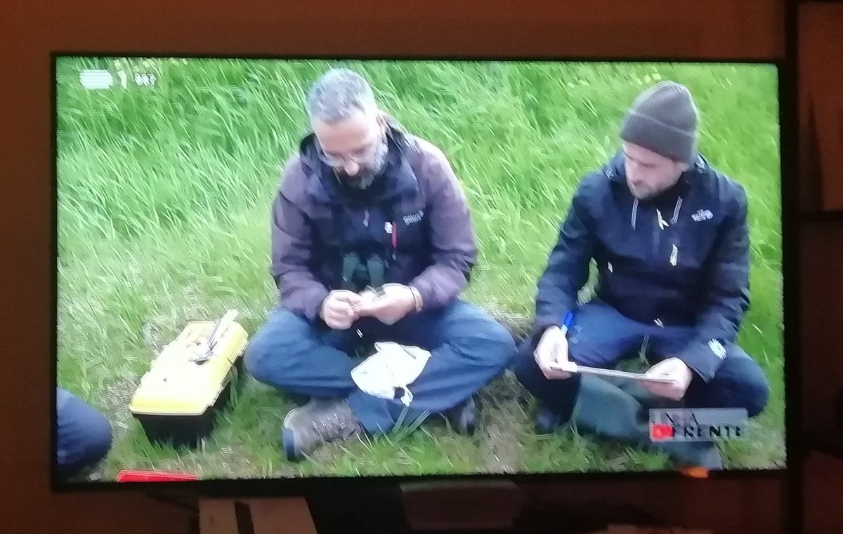 Boy was i right! Fantastic show @RTP1 @rtppt placing our #wader #research in #Iceland & across the flyway at the forefront of prime time national tv. Featuring @JoaoRBelo1, @Camilo_Carneiro & @afonso_dr_rocha Link here in case u've missed it rtp.pt/play/p11145/e7… #biodiversity