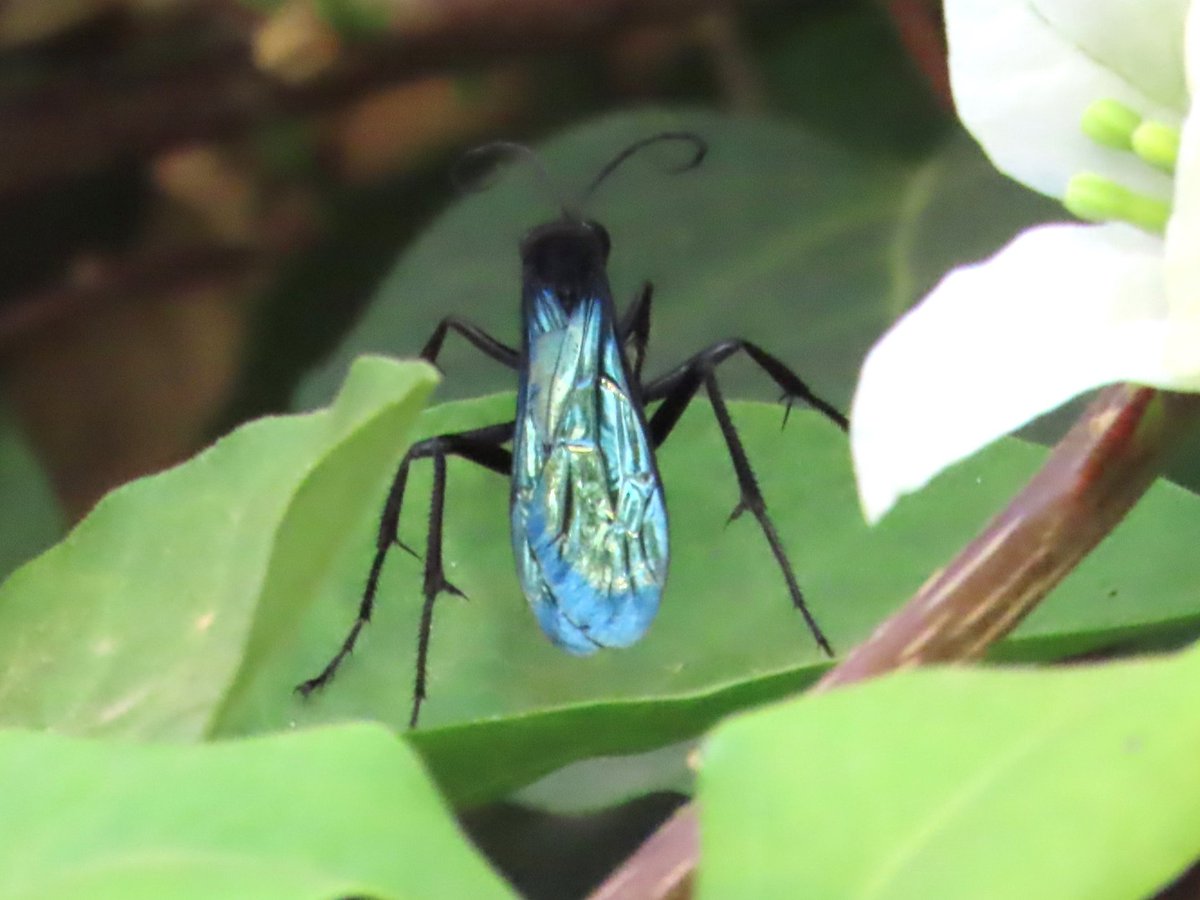 WWWings2023's tweet photo. #ThingswithWings #Zambia #Insects #TwitterNaturePhotography #TwitterNatureCommunity https://t.co/AuC8mKQvKV