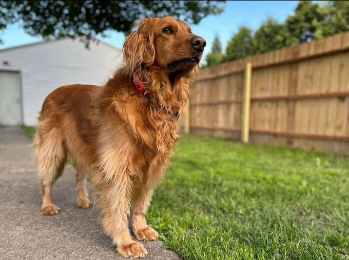 Happy Birthday to my Lucy Girl ❤️ 🐾  She&rsquo;s 5 years old today🎉🥳 https://t.co/IzKYAja7ZI<a href="/tag/happy4thjuly"class="tags"><span>#happy4thjuly</span></a>