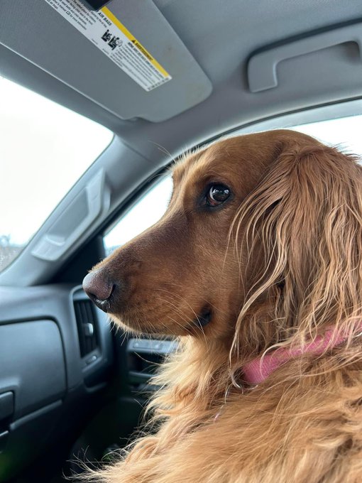 Happy Birthday to my Lucy Girl ❤️ 🐾  She&rsquo;s 5 years old today🎉🥳 https://t.co/IzKYAja7ZI<a href="/tag/happy4thjuly"class="tags"><span>#happy4thjuly</span></a>