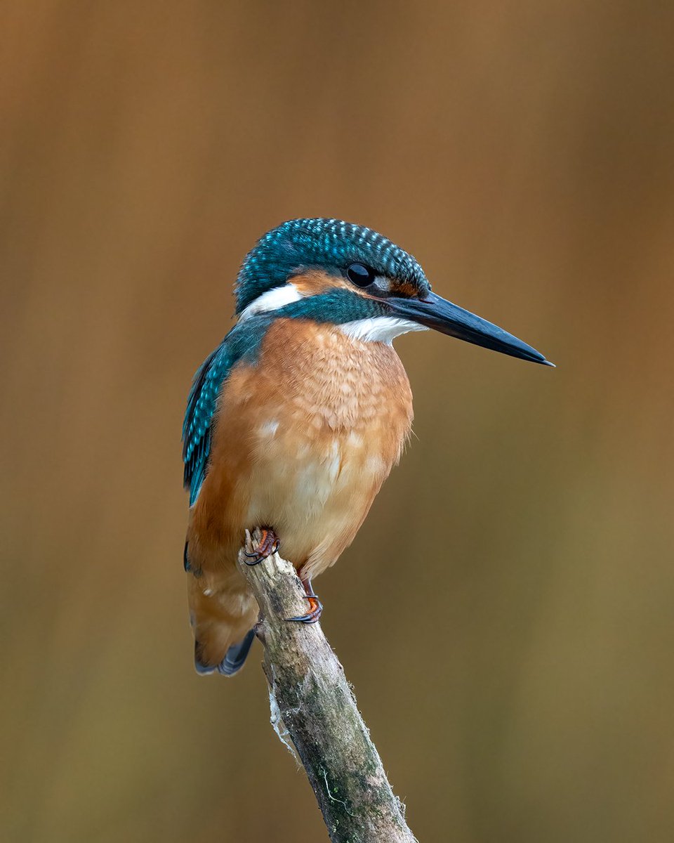 Yalıçapkını ( Common Kingfisher )
Sony A7R5
Sony FE 200-600mm
#sonyalpha #sonyalphatr #wildlifephotography #naturephotography #wildlife #birds #birdphotograph #birdwatching #yalıçapkını #commonkingfisher