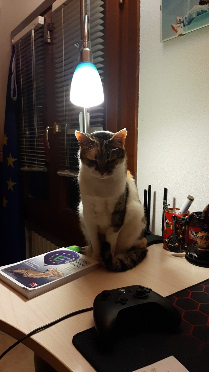 and_propaganda's tweet photo. @Catsillyness Plotting... https://t.co/quyLSRZVxs