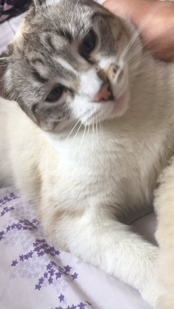 GabrielYepex2's tweet photo. 🐈😻 https://t.co/PcjYariYx7