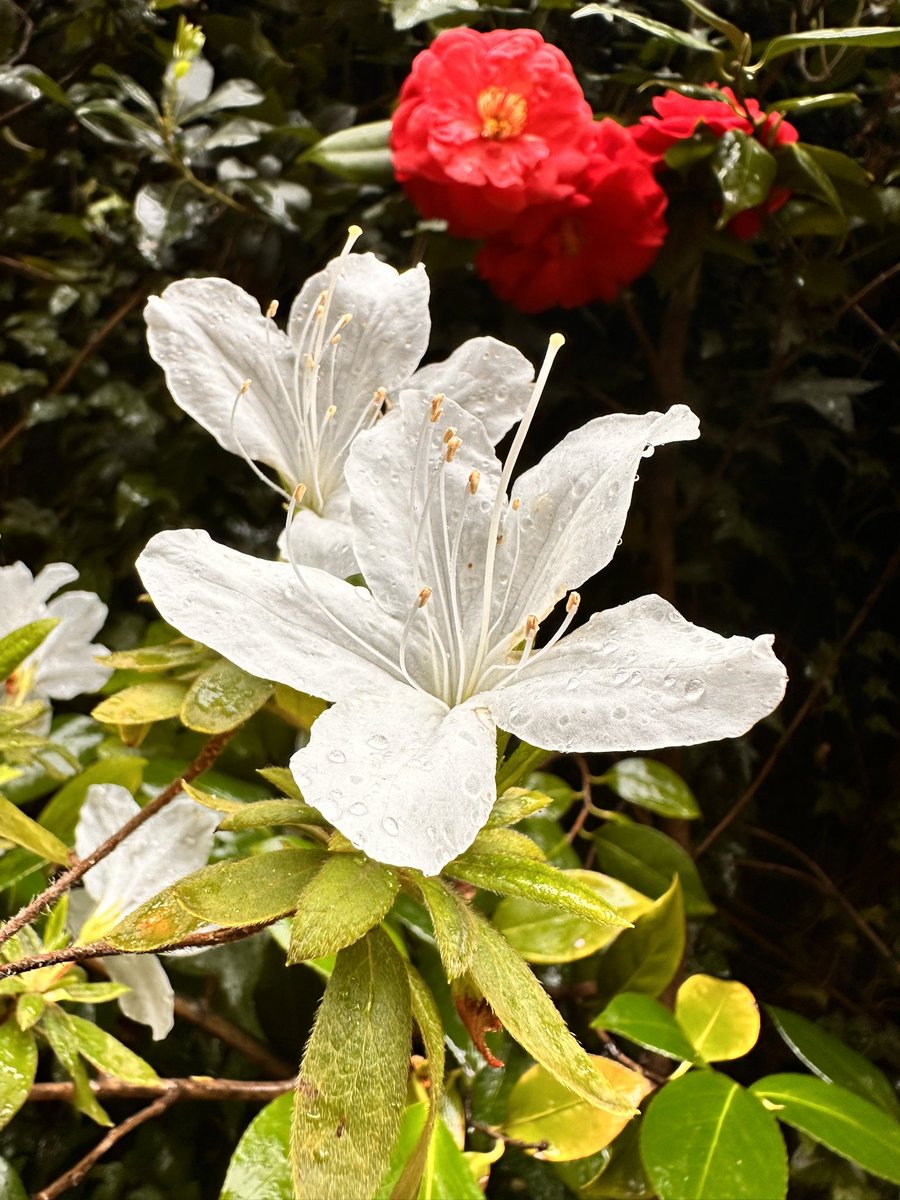 jdocops's tweet image. Yo también tomo fotos bonitas