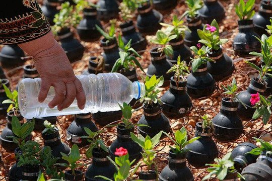 Al__Quraan's tweet photo. Palestinian lady collects gas bombs fired by Israeli army. She grows flowers in these bombs. https://t.co/DQzqEOSTlI