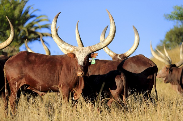 The Ankole Long-horned cattle locally known as inyambo, has a dark brown-coat and long white horns that curve outwards in the shape of lyre. These cattle are majestic and elegant animals that are able to travel long distances in search for water and pasture.
#VisitUganda