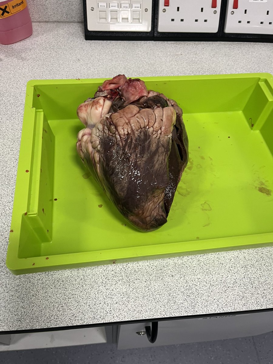 AcademyLargs's tweet photo. Mr Russell ended the term with his S4 Biology pupils doing a heart dissection 🫀🥼👩🔬@LargsAcademy @S4LargsAcademy #s4biology #heartdissection https://t.co/v9ptHTOKWR