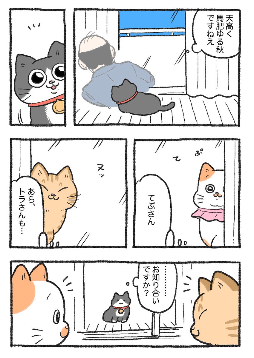 ねこに転生したおじさん。その251 ※画像3枚あります😺