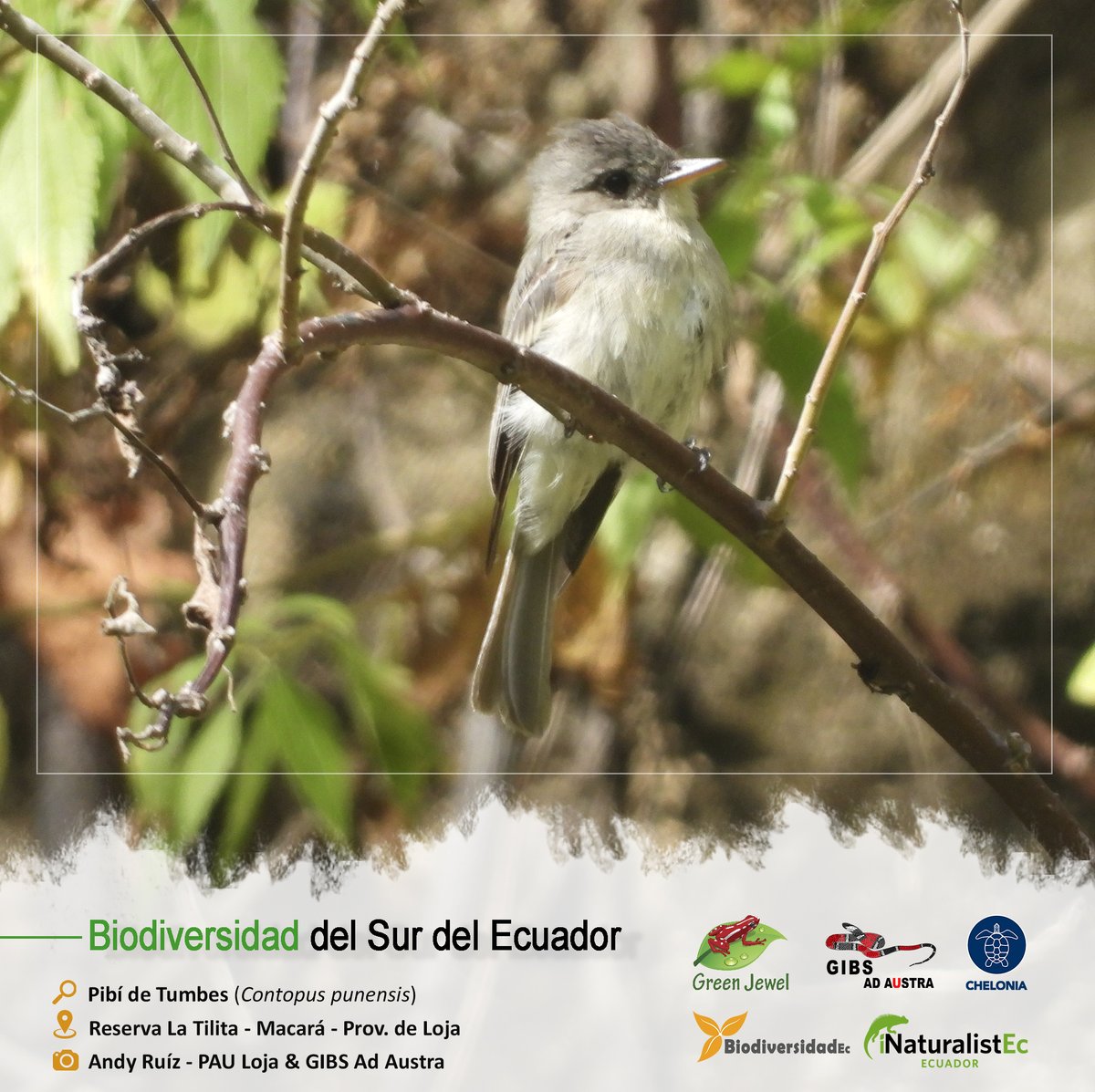 GrupoGreenJewel's tweet photo. BIODIVERSIDAD DEL SUR DEL ECUADOR

🔎: Pibí de Tumbes / Contopus punensis
🏞️: Reserva La Tilita - Macará - Prov. de Loja
📷: Andy Ruíz - GIBS &amp; PAU Loja

#BiodiversidadDelSurDelEcuador #GreenJewel #Chelonia #GIBS #BiodiversidadEc #Aves #CienciaCiudadana #SomosInaturalistEc https://t.co/GoeFtdMxUG