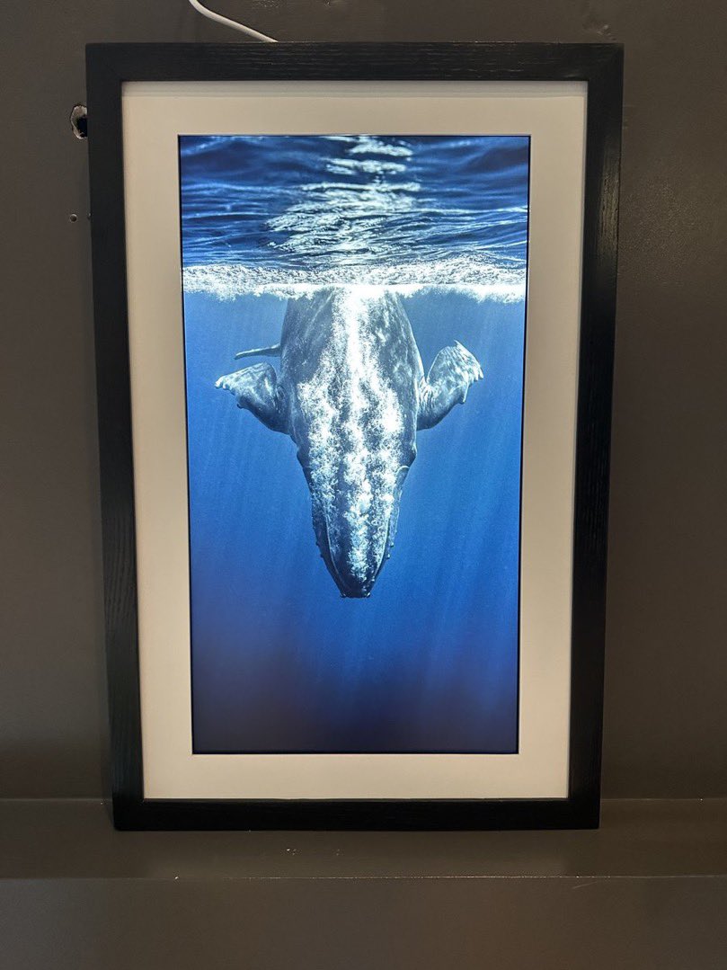 MattWalch4's tweet photo. Gm frens!

Love to see my work in people collections and homes…

Now part of @TapirOne’s Ocean collection and currently residing in @Kiskadee_NFT’s @TokenframeNFT!

« Whales for the people » finding its people 💙 https://t.co/mKVtXBHG1I