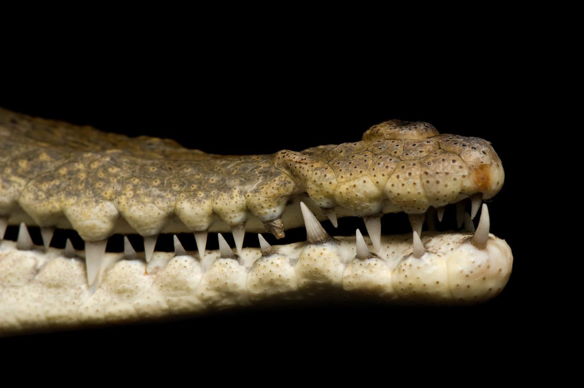 joelsartore tweet picture