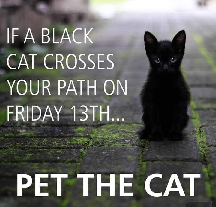 HealthySol4Pets's tweet photo. Always pet the cat, especially on #Fridaythe13th 🐈‍⬛

Bring home your favorite Healthy Solutions for Pets products for your 🐶 or 🐱!
Shop now https://t.co/JdFz60GcE9.
Healthy solutions, happy pets!

🍁 Enjoy a beautiful fall weekend full of fun and good luck! 🍂 https://t.co/Oi38EUCI0Z