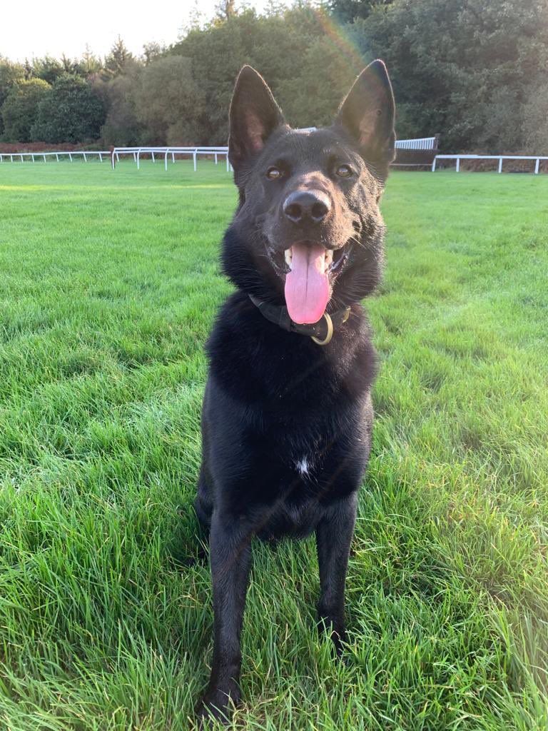 Everybody meet Blake 🐾

Blake is 12 months old, from our puppy program and is looking for a loving home 🏡 

Unfortunately he has failed his hip x-ray assessment. His hips are fine to live a normal active life, but just not up to the high standard needed to be a Police dog.