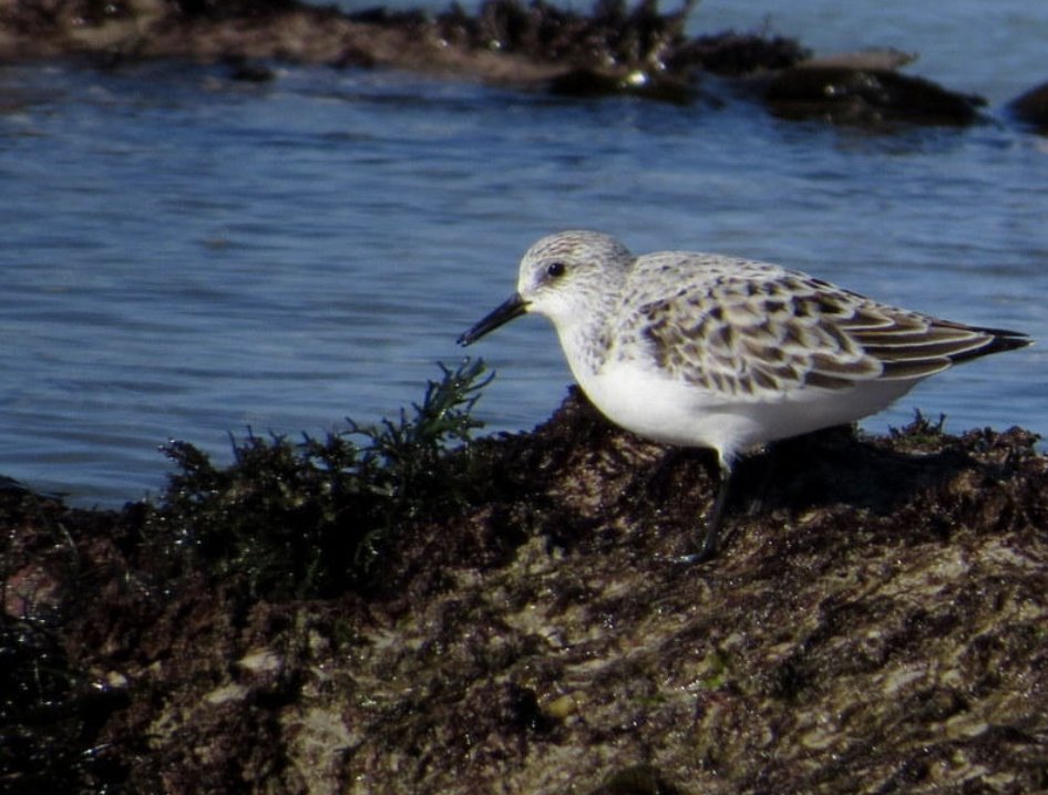 overbergcrane's tweet photo. Sanderling travels around 18 000 km in September to southern Africa.
But Sanderling numbers have fallen 90-99% from the 1980s to 2021, although they’re still listed as Least Concern on the @IUCN #RedList.
#WorldMigratoryBirdDay

PHoto: Gawie Malan, @inaturalist https://t.co/G9I7eH3VNB