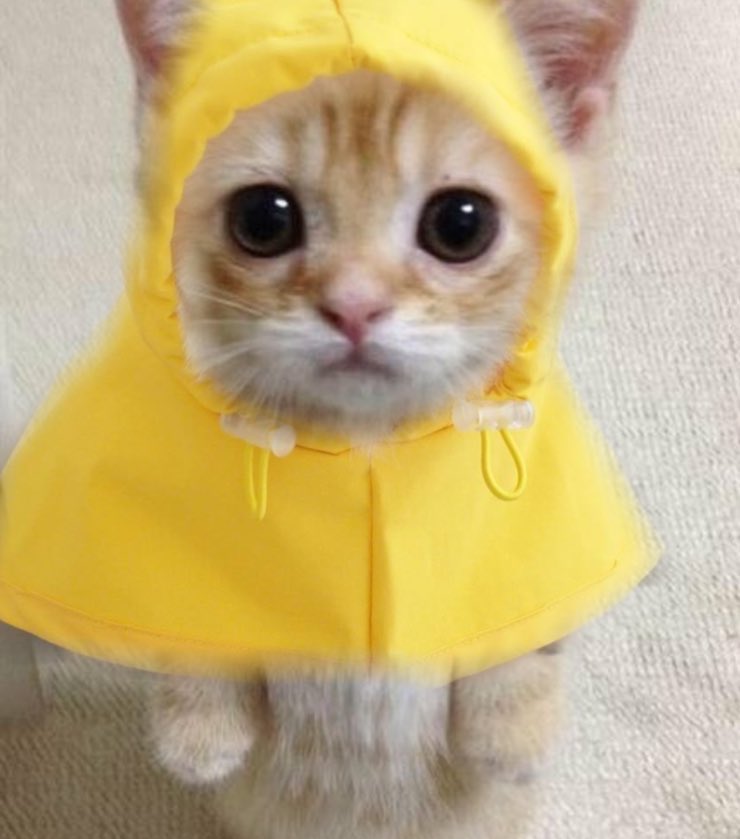 luvisjoshua's tweet photo. 조슈아 찾아보실분 https://t.co/pRjohPq1wk