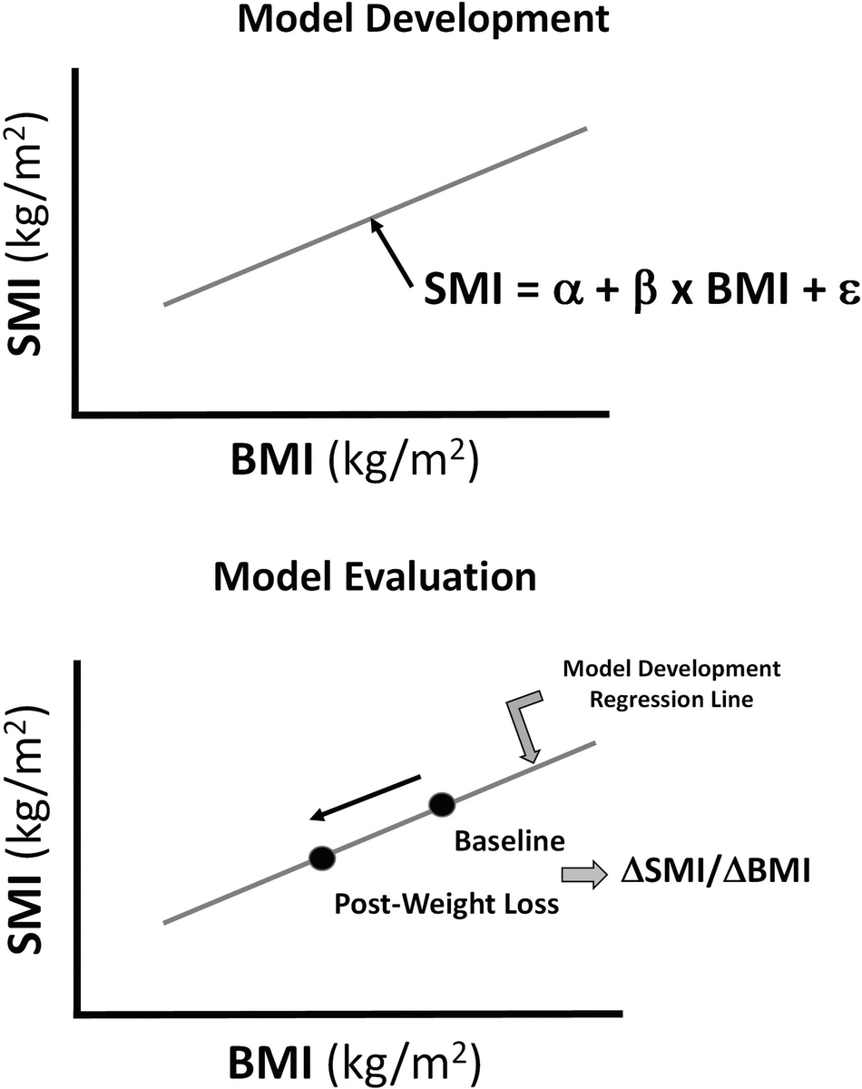 Prediction models for the relative reduction in skeletal muscle mass during periods of calorie restriction. onlinelibrary.wiley.com/doi/abs/10.100…