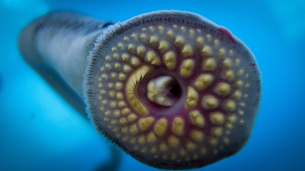 It's Friday the 13th.

Here, have a sea lamprey mouth.